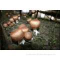 Agaricus blazei Tea Bag; Mushroom Tea Bag OEM Factory